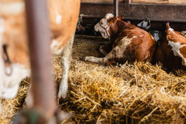 Sağlıklı inekler ahırdaki saman yataklarında dinleniyor, kırsal alanda huzurlu ve huzurlu bir atmosferin keyfini çıkarırken modern çiftlik hayvanlarını somutlaştırıyorlar.