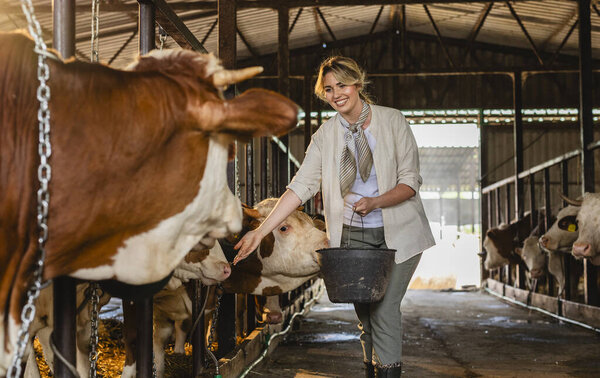 Улыбающаяся крестьянка, идущая через амбар, кормящая группу коров ведром, подчеркивающая традиционную фермерскую работу и заботу о животных в сельской местности
