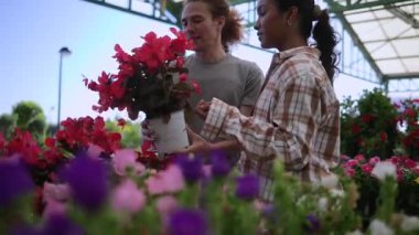 Profesyonel çocuk bakıcıları, kırmızı begonya bakımını tartışıyor, canlı bitkileri incelerken sera içinde işbirliği yapıyor ve bahçecilik uzmanlığını paylaşıyor.