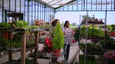Alışverişçiler bahçe merkezi koridorlarında dolaşır, canlı bitkileri ve dekoratif kapları dikkatle inceler, verimli sera görüntülerini neşeli etkileşimlerle keşfederken bahçe içgörülerini paylaşırlar.