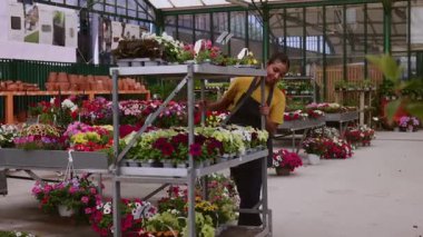 Genç kreş işçisi tencerelerde renkli çiçeklerle dolu metal bir arabayı itiyor, bir serada veya bahçe merkezinde bitki düzenliyor ve düzenliyor.