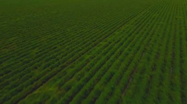 Manzaralı insansız hava aracı görüntüleri, canlı yeşil ekinlerle dolu geniş bir tarımın üzerinde uçuyor. Mükemmel, simetrik sıralarda ekiliyor. Modern tarım ve ekimin güzelliğini gözler önüne seriyor.