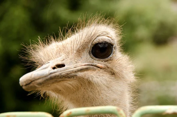 Strutsen Eller Strutsen Struthio Camelus Stora Flyglösa Fåglarna Hemma Afrika — Stockfoto