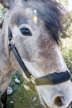 At kafası, yakın çekim.