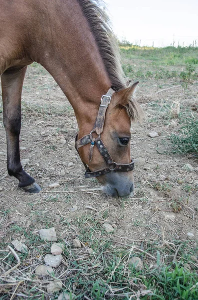 Άλογο Που Βόσκει Βοσκότοπο Ένα Αγρόκτημα Αλόγων Στην Ελλάδα — Φωτογραφία Αρχείου