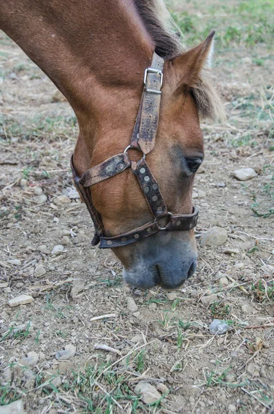 Выпас Лошадей Пастбище Конной Ферме Греции — стоковое фото