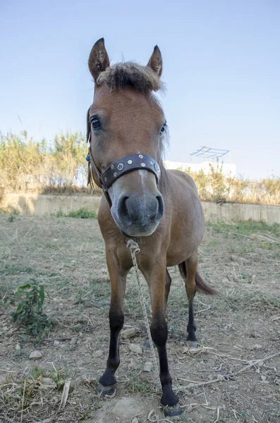 Paard Boerderijdieren Boerderij Griekenland — Stockfoto