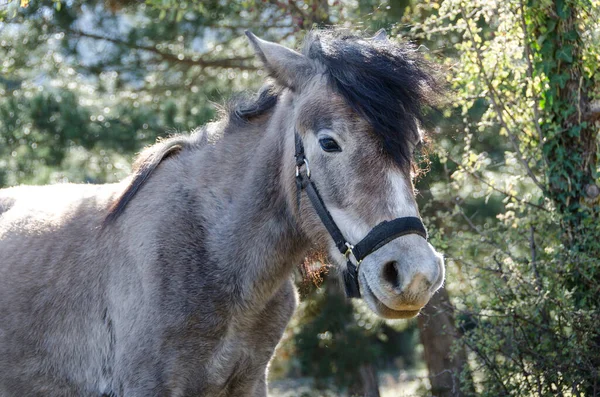 Häst Gårdsdjur Jordbruk Grekland — Stockfoto
