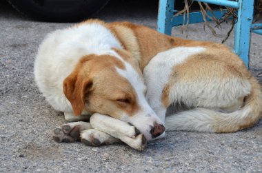 Tembel köpek, iyi uykular.