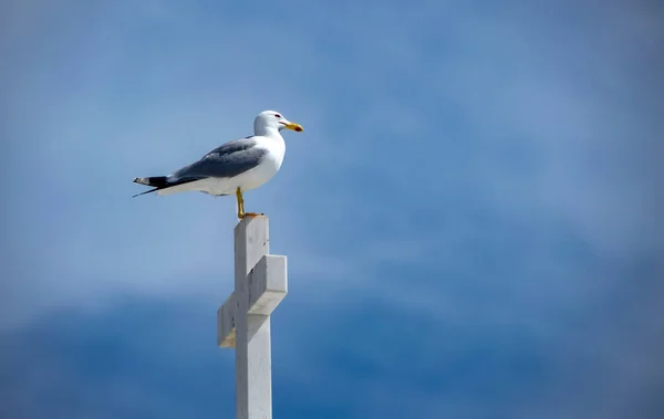 Seagull Standing Marble Cross — Stock Photo, Image