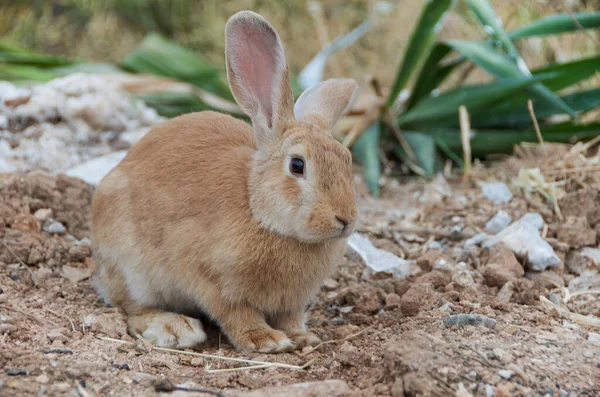 Fattoria Animals Cute Coniglio Coniglio Cerca Cibo Sul Campo Sfondo — Foto Stock