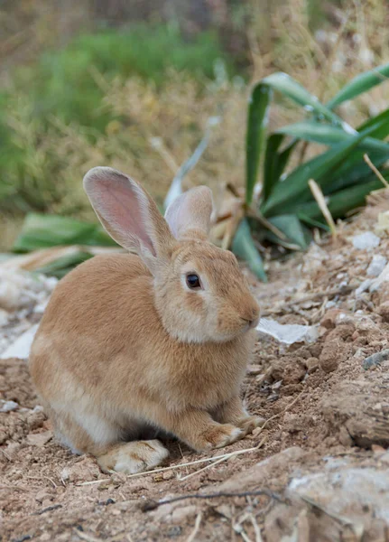 Fattoria Animals Cute Coniglio Coniglio Cerca Cibo Sul Campo Sfondo — Foto Stock