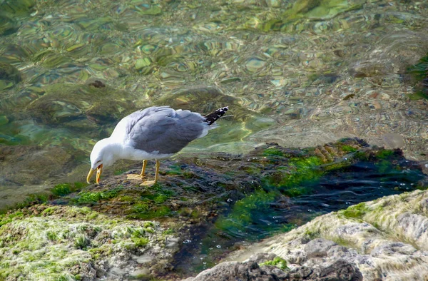 Seagull Stands Rocks River Side — Stock Photo, Image