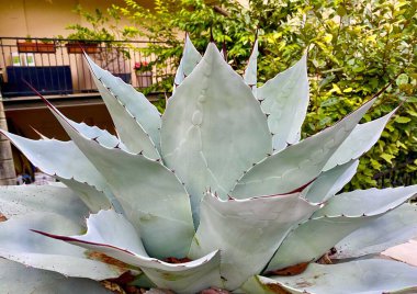 Bahçede güzel egzotik bitkiler