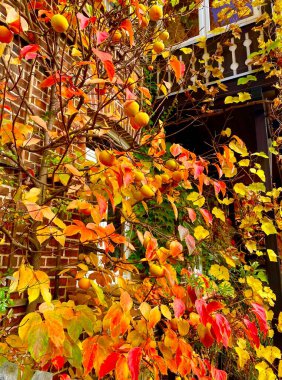 Almanya 'nın Jena şehrinde sonbahar