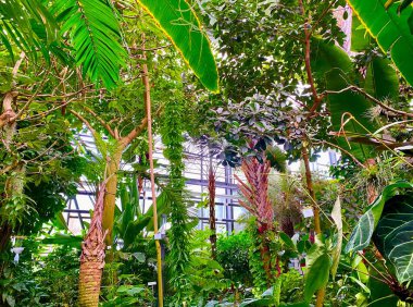 Jena Botanik Bahçesi - Almanya 'nın en eski botanik bahçelerinden biri.