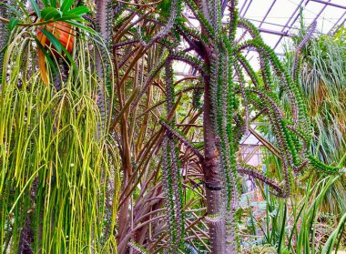 Jena Botanik Bahçesindeki Ahtapot Ağacı