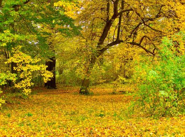 Parkta güzel sonbahar renkleri