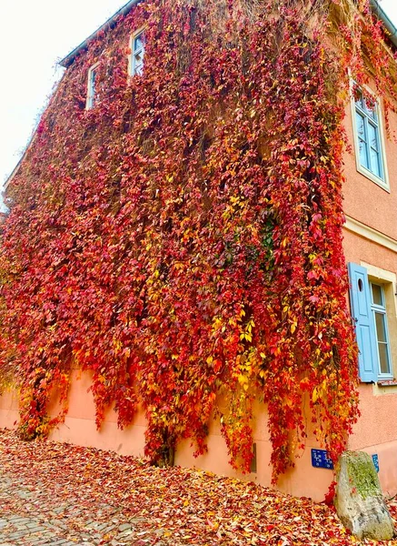 Red ivy in October in Weimar