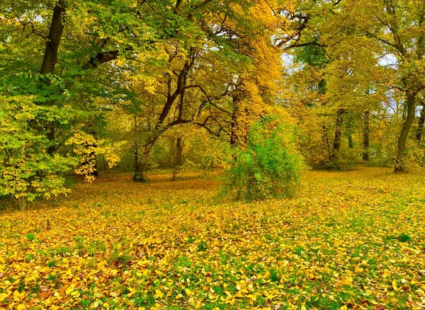 Parkta Güzel Sonbahar Renkleri — Stok fotoğraf