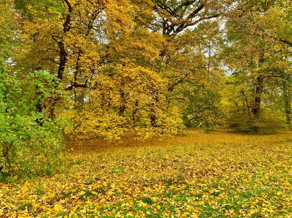 Krásné Podzimní Barvy Parku — Stock fotografie