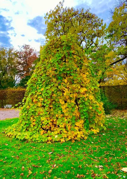 Autumn leaves in Weimar Botanic Garden