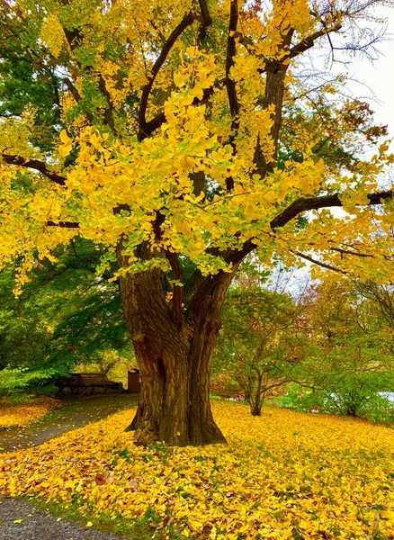 Herfst Botanische Tuin Van Jena Duitsland Stockfoto