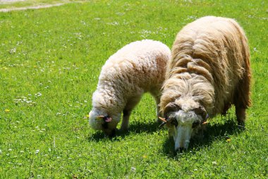 Otlakta koyun ve kuzu