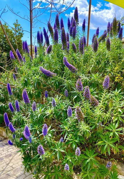 Gyönyörű Büszkesége Madeira Virágok Hegyekben — Stock Fotó