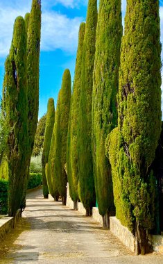 Provence 'deki uzun selvi yolu.