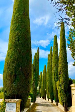 Provence 'deki uzun selvi yolu.