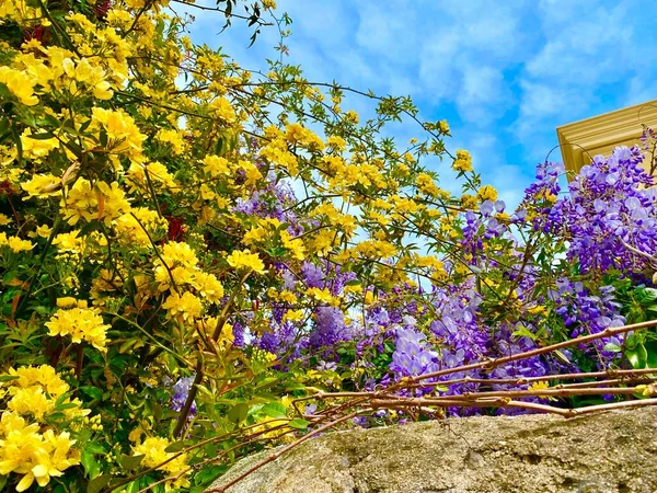 Flores Parque Marzo — Foto de Stock