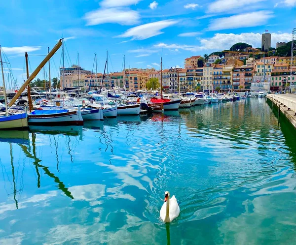 Een Zwaan Boten Jachthaven Van Cannes — Stockfoto