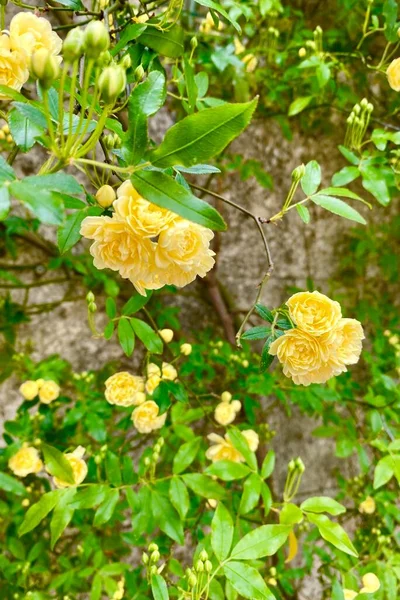 Красиві Леді Банки Троянди Цвітуть Березні — стокове фото