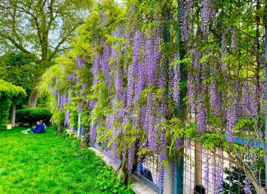 Paris 'teki Montmartre parkında çiçek açan güzel salkımlar.