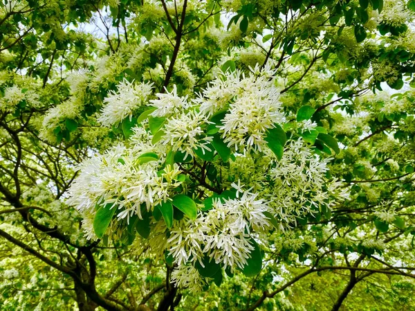 Schöner Baum Voller Blüte Botanischen Garten Von Paris — Stockfoto