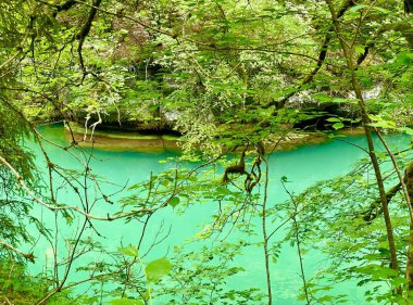 La source de la Loue Şelalesi Jura ormanında