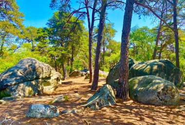 Fontainebleau 'da dev kayalıkları olan bir orman