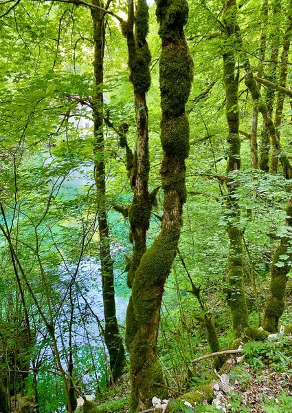 La source de la Loue Şelalesi Jura ormanında