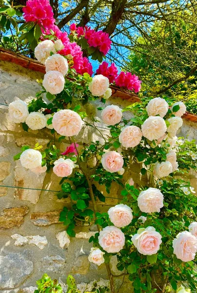 Schöner Rosengarten Einem Kleinen Dorf Von Barbizon Frankreich — Stockfoto