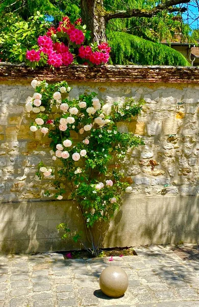 Beautiful Rose Garden Small Village Barbizon France — Stock Photo, Image