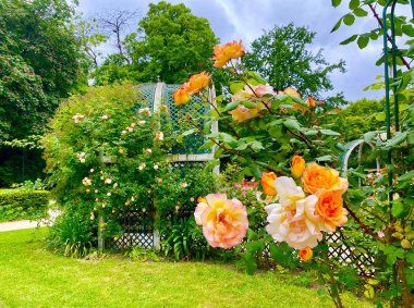 Paris 'teki Rene le Gall Meydanı' nda küçük bir parkta güzel bir gül bahçesi.