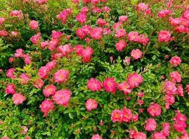 Paris 'teki Rene le Gall Meydanı' nda küçük bir parkta güzel bir gül bahçesi.