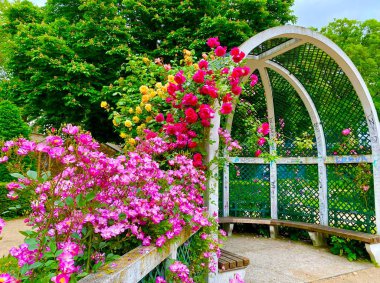 Beautiful rose garden in a small park of Square Rene le Gall in Paris clipart