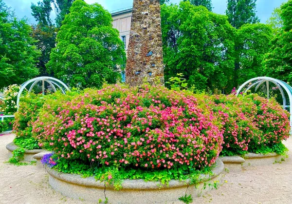 Hermoso Jardín Rosas Pequeño Parque Plaza René Gall París —  Fotos de Stock