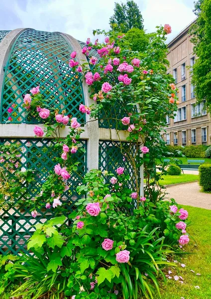 Prachtige Rozentuin Een Klein Park Van Square Rene Gall Parijs — Stockfoto