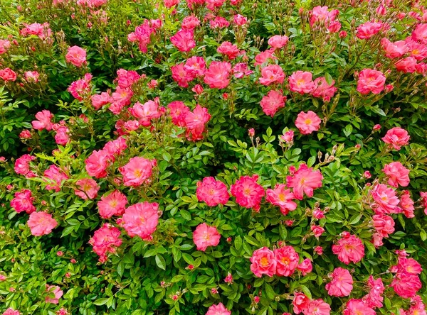 Beautiful Rose Garden Small Park Square Rene Gall Paris — Stock Photo, Image