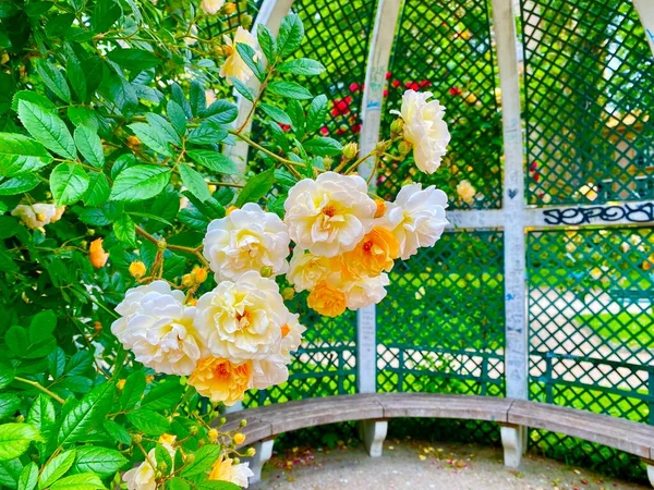 Hermoso Jardín Rosas Pequeño Parque Plaza René Gall París — Foto de Stock