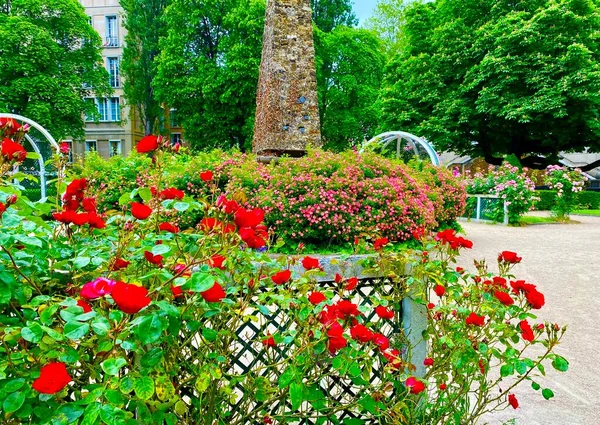 Розовый Сад Мбаппе Небольшом Парке Площади Рене Галль Париже — стоковое фото
