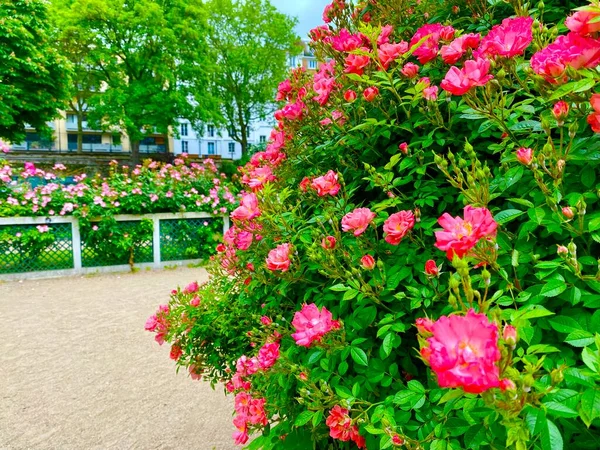 Hermoso Jardín Rosas Pequeño Parque Plaza René Gall París — Foto de Stock